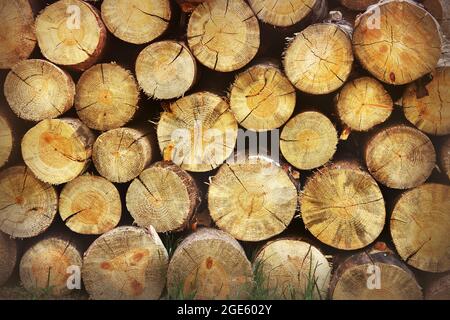 Stacked logs. Background from wooden boards. Wood background Stock Photo