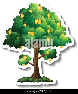 Mango tree sticker on white background illustration Stock Vector