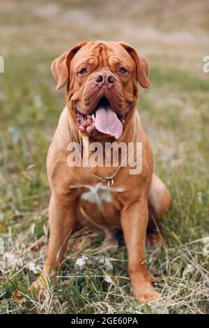 Portrait Dogue de Bordeaux. Dog French Mastiff pet Stock Photo