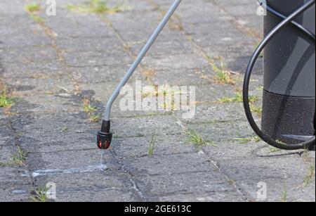 Spraying pesticide with portable sprayer to eradicate garden weeds - Weed control concept Stock Photo