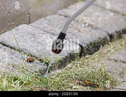 Spraying pesticide with portable sprayer to eradicate garden weeds - Weed control concept Stock Photo