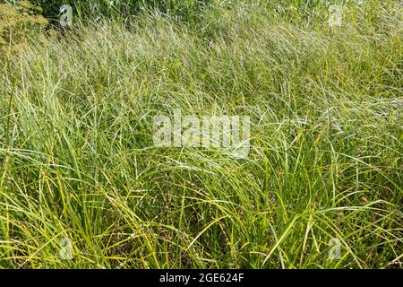 Long grass closeup in summertime, England, UK Stock Photo