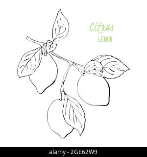 Lemon citrus fruits contour hand drawing, doodling, black silhouette, isolated on white background. Vector illustration Stock Vector