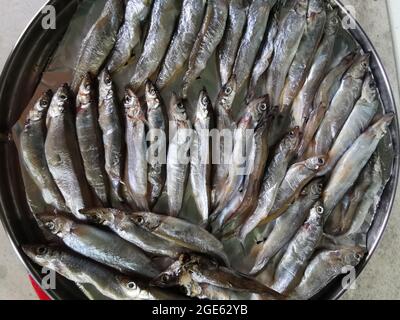 Raw capelin or Shishamo fish arranged on a round tray. Stock Photo