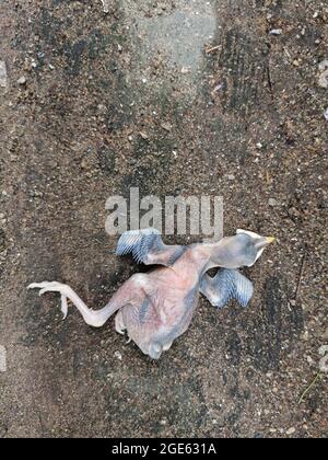 The baby bird dropped from the nest to lies dead on the ground. Stock Photo