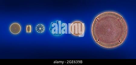 Diatom group, Hilacodiscus maracurituceus, Coscinodiscus, Fraqillcria, Actinofstychus vulgaris Stock Photo