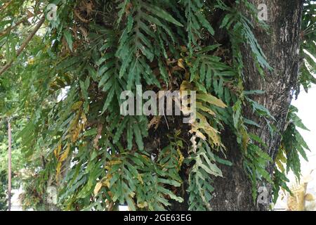 Dendroconche scandens (also called Microsorum scandens, fragrant fern) with a natural background Stock Photo