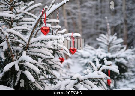 Christmas decorations in the form of red heart-shaped baubles hang on a snow-covered Christmas tree Stock Photo