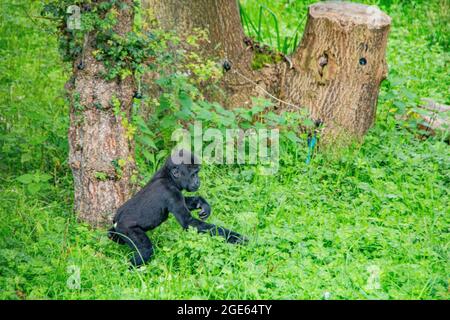 Gorgeous family of Western Lowland Gorillas at Port Lympne Reserve, Kent - Angola, Cameroon, Central African Republic, Congo, Gabon, Equatorial Guinea Stock Photo