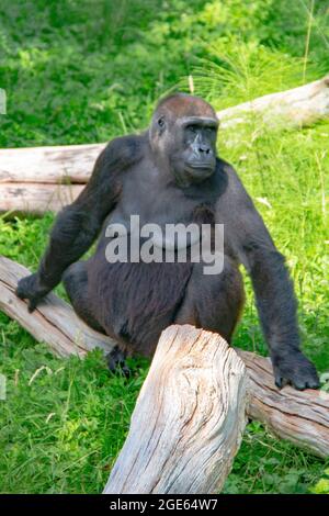 Gorgeous family of Western Lowland Gorillas at Port Lympne Reserve, Kent - Angola, Cameroon, Central African Republic, Congo, Gabon, Equatorial Guinea Stock Photo