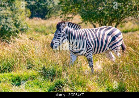 Beautiful Chapman Zebra (Equus quagga chapmani) roaming the savanna int he sunshine - Port Lympne Reserve, Kent Stock Photo