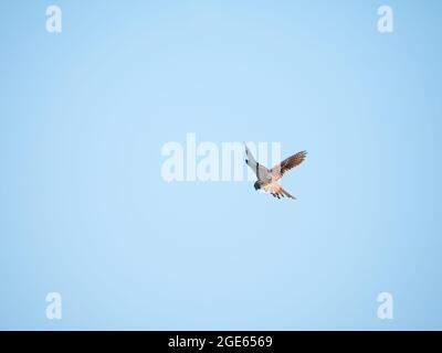 Common kestrel, Falco tinnunculus, hovering while hunting on prey Stock Photo