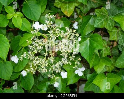 Climbing hydrangea, Hydrangea anomala petiolaris, close up of white flowers among green foliage, spring, Netherlands Stock Photo