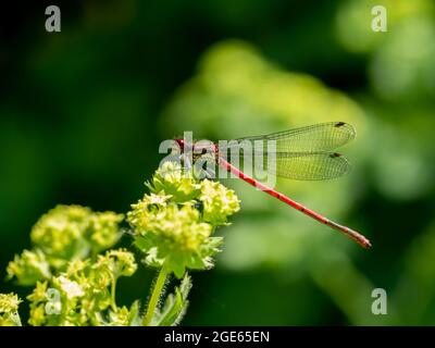 Large red damselfly, Pyrrhosoma nymphula, resting on flower bud of Lady's mantle, Alchemilla mollis Stock Photo