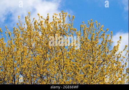 Carolina poplar, populus canadensis Stock Photo