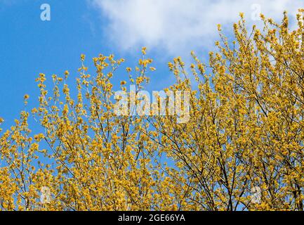 Carolina poplar, populus canadensis Stock Photo