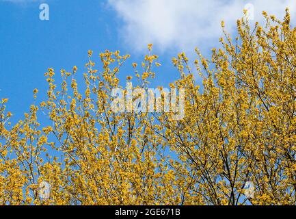 Carolina poplar, populus canadensis Stock Photo