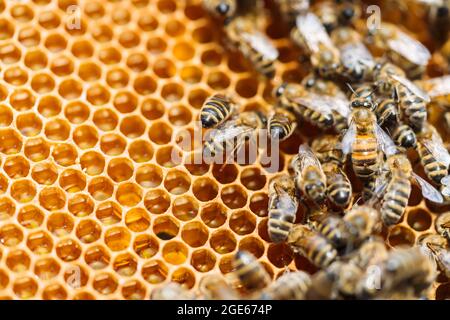 Macro photo of working bees on honeycombs. Beekeeping and honey production image Stock Photo