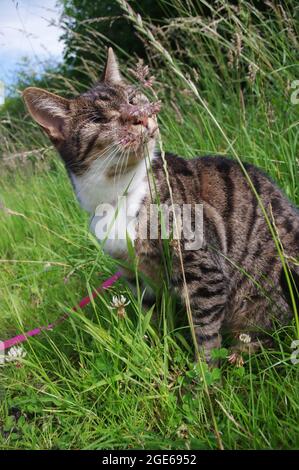 Blind cat eating grass Stock Photo