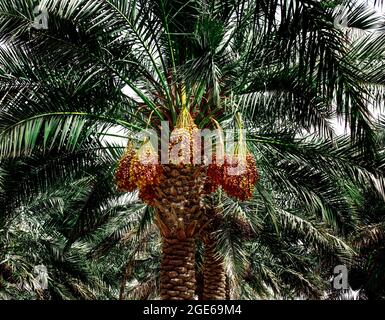 palm trees with dates in QATAR FARMS - QATAR Stock Photo