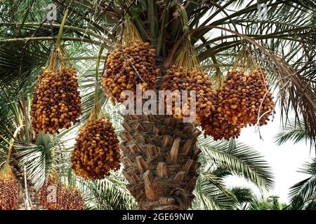 palm trees with dates in QATAR FARMS - QATAR Stock Photo