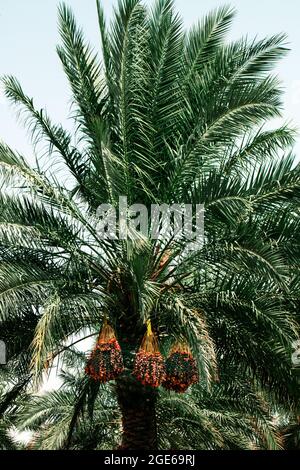 palm trees with dates in QATAR FARMS - QATAR Stock Photo