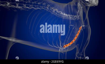 Sternum Bones Dog Skeleton Anatomy For Medical Concept 3d Illustration 