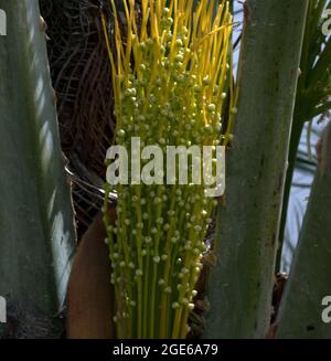 palm trees with dates -QATAR Stock Photo