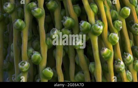 palm trees with dates -QATAR Stock Photo