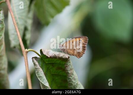 Underside of a gatekeeper butterfly (Pyronia tithonus) Stock Photo