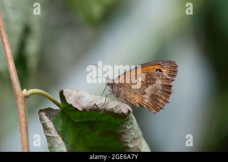 Underside of a gatekeeper butterfly (Pyronia tithonus) Stock Photo