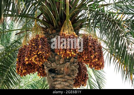 palm trees with dates -QATAR Stock Photo