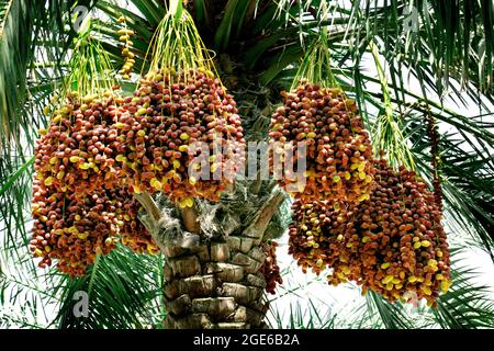 palm trees with dates -QATAR Stock Photo