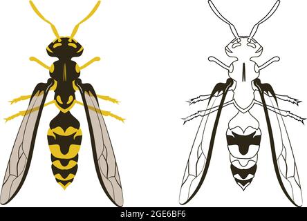 Wasp or Hornet Vector Illustration Fill and Outline Isolated on White Background. Insects Bugs Worms Pest and Flies. Stock Vector