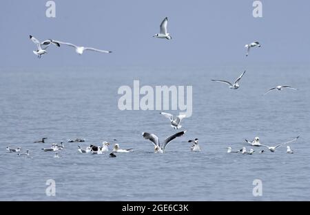 Various seabirds including gannet, black backed gull, great-backed gull, juvenile kittiwake and guillemot feeding at sea off the Shiant Isles. Stock Photo