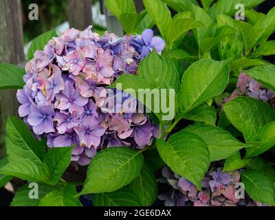 Close-up of a purple blue hydrangea flower and leaves Stock Photo