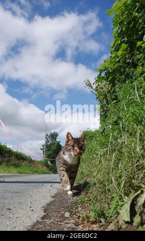Blind cat on harness Stock Photo