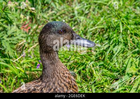 Female Mallard duck Stock Photo