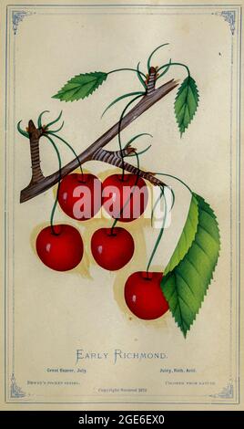 The Early Richmond Cherry is an antique variety and has been grown in England. It is widely known as the old Kentish Cherry. It was brought to America by early settlers for its excellent preserving and drying qualities, its vigorous growth characteristics, and the ability to thrive in a variety of growing conditions from Dewey's Pocket Series ' The nurseryman's pocket specimen book : colored from nature : fruits, flowers, ornamental trees, shrubs, roses, &c by Dewey, D. M. (Dellon Marcus), 1819-1889, publisher; Mason, S.F Published in Rochester, NY by D.M. Dewey in 1872 Stock Photo