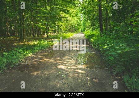 Puddles on the road in the green forest, summer view Stock Photo