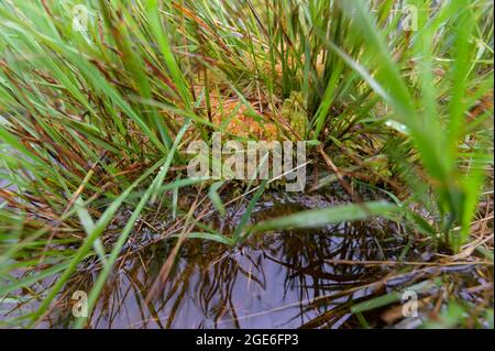Vaalermoor, Germany. 17th Aug, 2021. The marsh peat moss (sphagnum palustre) is to spread further through rewetting. By 2030, 20,000 hectares of drained peatlands are to be renatured and thus activated as carbon reservoirs. Credit: Jonas Walzberg/dpa/Alamy Live News Stock Photo