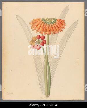 Cyrtanthus [Clivia nobilis] (1817) the green-tip forest lily, from a collection of ' Drawings of plants collected at Cape Town ' by Clemenz Heinrich, Wehdemann, 1762-1835 Collected and drawn in the Cape Colony, South Africa