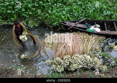 DHAKA, BANGLADESH, AUGUST 16: A farmer, collects water lilies on the Munshiganj river to sell them at the local markets amid Covid-19 pandemic. Water Lily is the national flower of Bangladesh, The farmers' economy is based on the amount of production of the water lily, the cultivation of this flower is done for 5 months a year, which is the time they have to collect the largest number of lilies to put them on sale. On August 16, 2021 in Dhaka, Bangladesh. (Photo by Eyepix/Sipa USA) Stock Photo