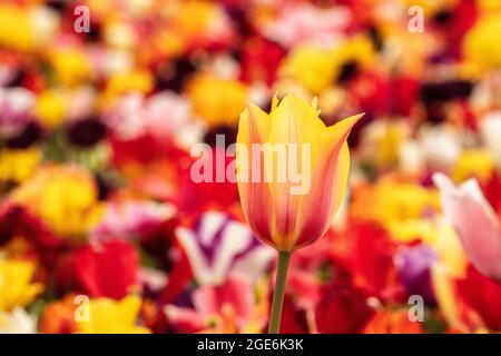 The Netherlands, Noordwijkerhout, Tulips, tulip fields. Stock Photo