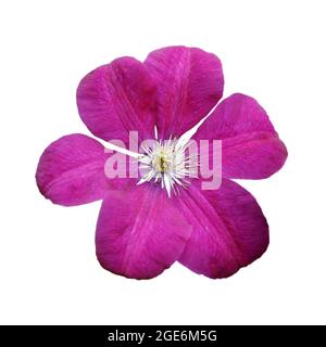 Pink clematis isolated on white background Stock Photo