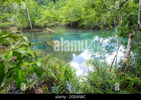 Tropical tree roots or Tha pom mangrove in swamp forest and flow water, Klong Song Nam at Krabi, Thailand. Stock Photo