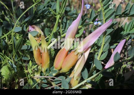 Astragalus physocalyx, Fabaceae. Wild plant shot in spring. Stock Photo