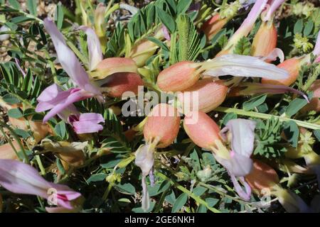 Astragalus physocalyx, Fabaceae. Wild plant shot in spring. Stock Photo