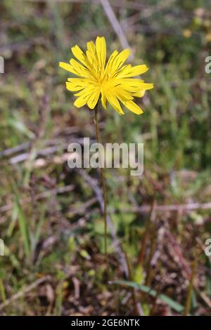 Crepis sancta, Compositae. Wild plant shot in spring. Stock Photo