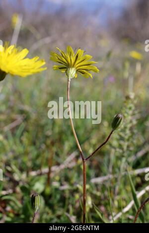 Crepis sancta, Compositae. Wild plant shot in spring. Stock Photo